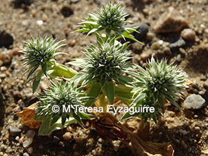 Eryngium anomalum