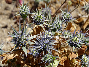 Eryngium coquimbanum