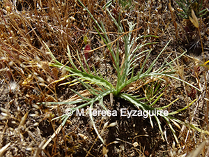 Eryngium rostratum