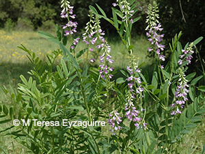 Galega officinalis