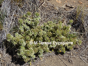 Gamocarpha selliana