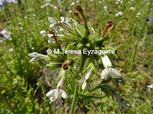 Nicotiana corymbosa