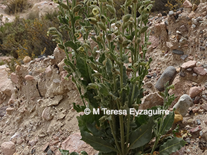 Nicotiana undulata