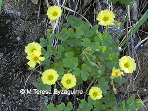 Oxalis campanensis