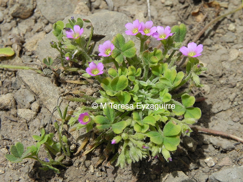 Oxalis clandestina