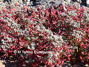 Oxalis eremobia