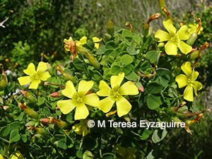 Oxalis gigantea