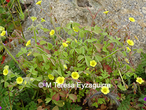 Oxalis laxa