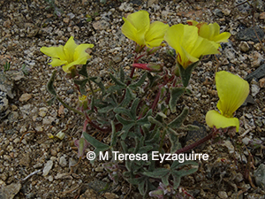 Oxalis leucophylla