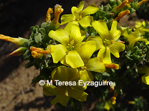Oxalis virgosa