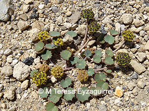 Pozoa volcanica