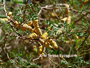 Strombocarpa strombulifera