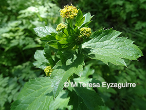 Sanicula crassicaulis