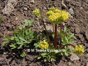Sanicula graveolens