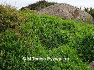 Apium nodiflorum
