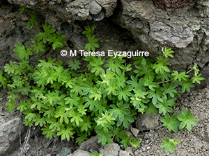 Bowlesia tropaeolifolia
