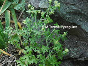 Bowlesia uncinata