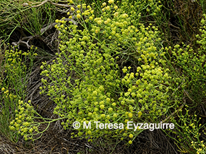 Gymnophyton dipterygia