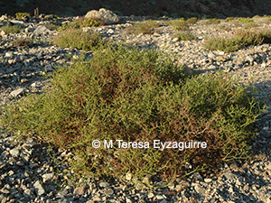 Gymnophyton foliosum