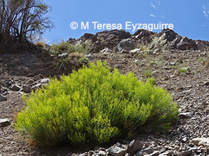 Gymnophyton isatidicarpum