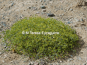 Gymnophyton spinosissimum
