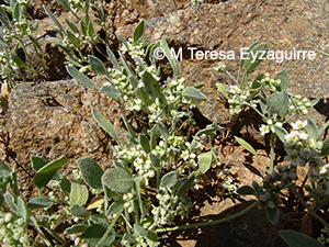 Homalocarpus integerrimus