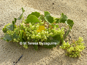 Hydrocotyle bonariensis