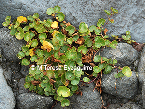 Hydrocotyle chamaemorus