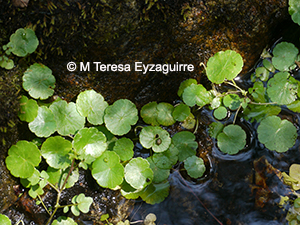 Hydrocotyle modesta