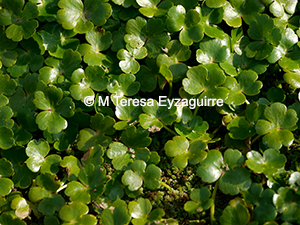 Hydrocotyle ranunculoides