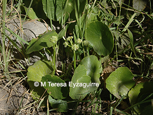 Hydrocotyle umbellata
