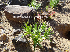 Eryngium macracanthum
