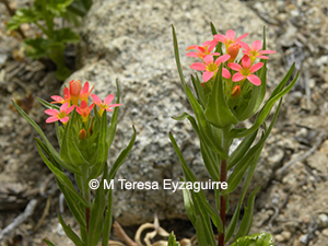 Collomia biflora