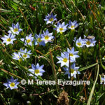 Gentiana gayi
