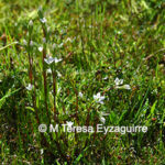 Gentianella magellanica