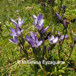 Gentianella ottonis