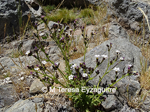 Gilia crassifolia