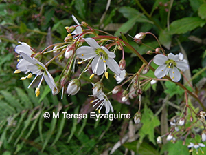 Lysimachia sertulata