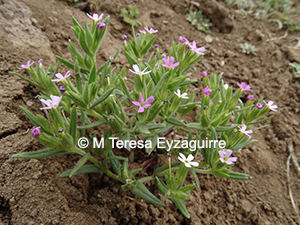 Microsteris gracilis
