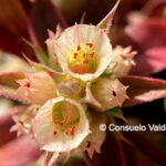 Pleurophora pusilla