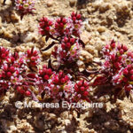 Pleurophora polyandra