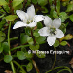 Samolus repens