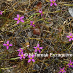 Centaurium cachanlahuen