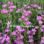 Centaurium scilloides