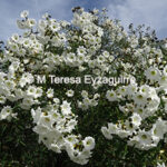 Cordia decandra
