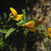 Las especies de Adesmia (Fabaceae) de las series Balsamicae, Denticulatae y Loudoniae